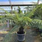 Diksónia antarktická (Dicksonia antarctica) – výška 100-120 cm, výška kmeňa 20-30 cm, kont. C45L